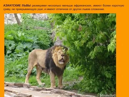 Лев размеры животного