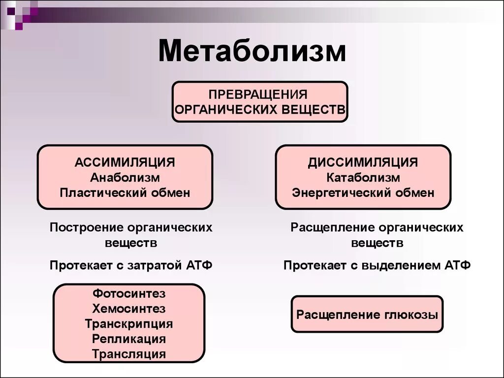 Диссимиляция в процессе обмена веществ