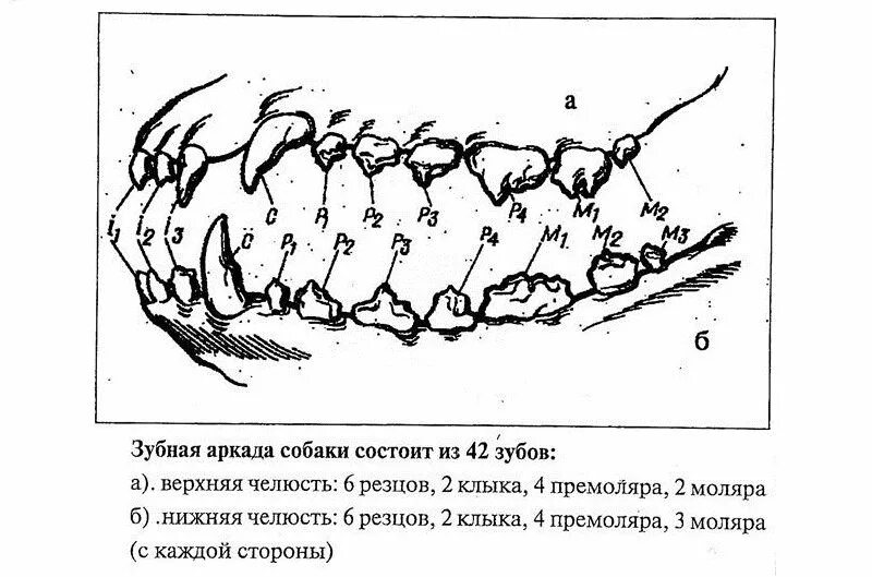 В каком возрасте меняются зубы у собак. Схема зубов у собак мелких пород. строение зубов у собак йорка схема. зубная система молочных зубов собаки схема. смена зубов у собак схема у шпица.
