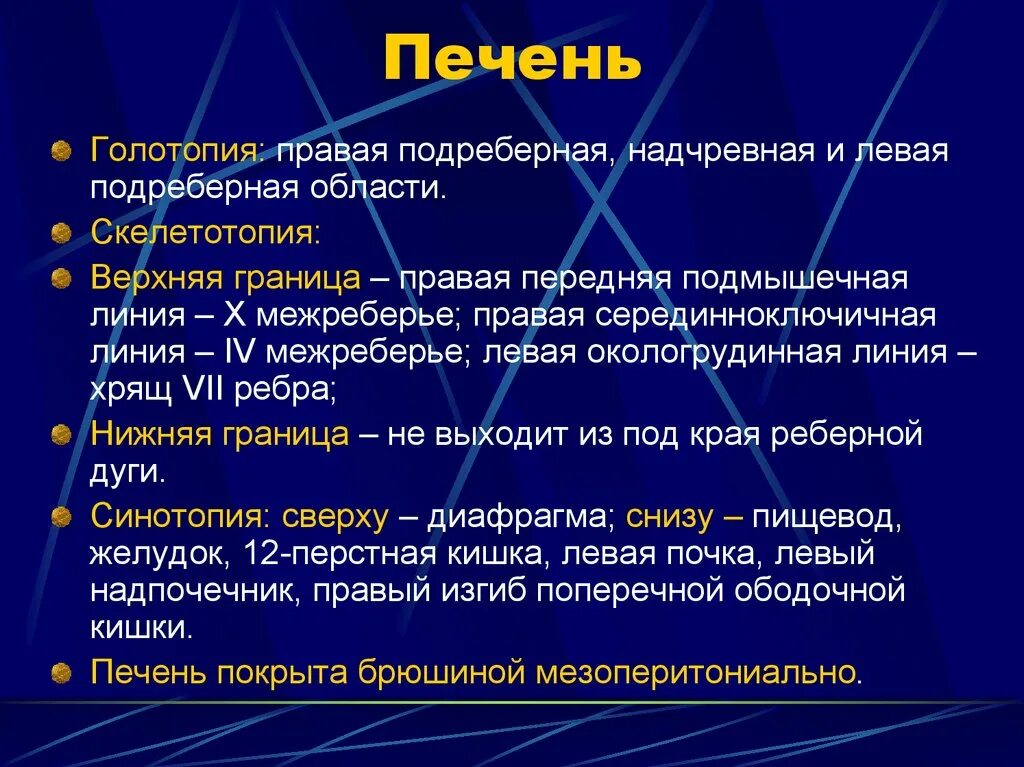 Верхняя граница печени. Топография печени скелетотопия. Границы печени анатомия. Голотопия и синтопия печени.