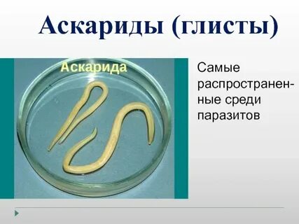 Хронический аскаридоз
