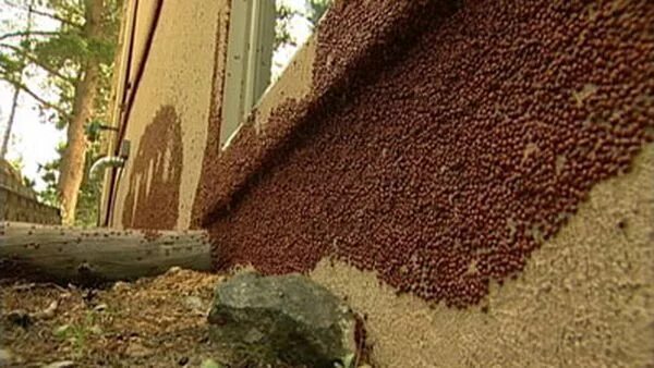Зимовка божьих коровок. Нашествие бож божьих коровок 2021. Рой божьих коровок. Божья коровка стая летит. Много божьих коровок.