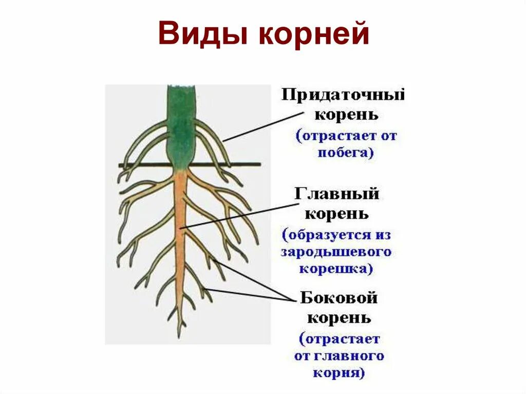 Строение главного корня. Виды Кореи.