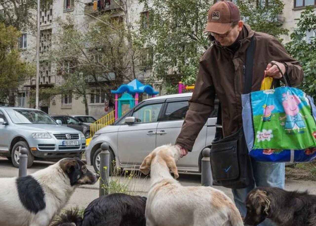 Подкармливать бездомных животных. Уличные собаки. человек с собакой на улице. животные на улице. подкармливание бездомных животных.