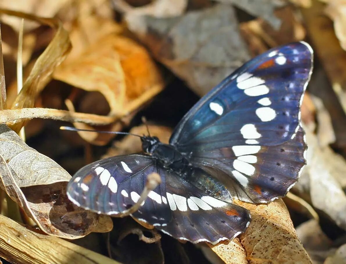 Бабочка Limenitis reducta. Ленточник Гельмана бабочка. Бабочка Limenitis Arthemis. Ленточник Амфисса.