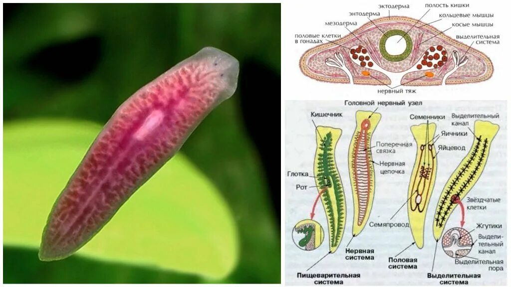 Ротовое отверстие червя. Молочная планария это плоский червь. Плоский червь белая планария. Внутреннее строение ресничных червей. Внешнее строение молочной планарии.