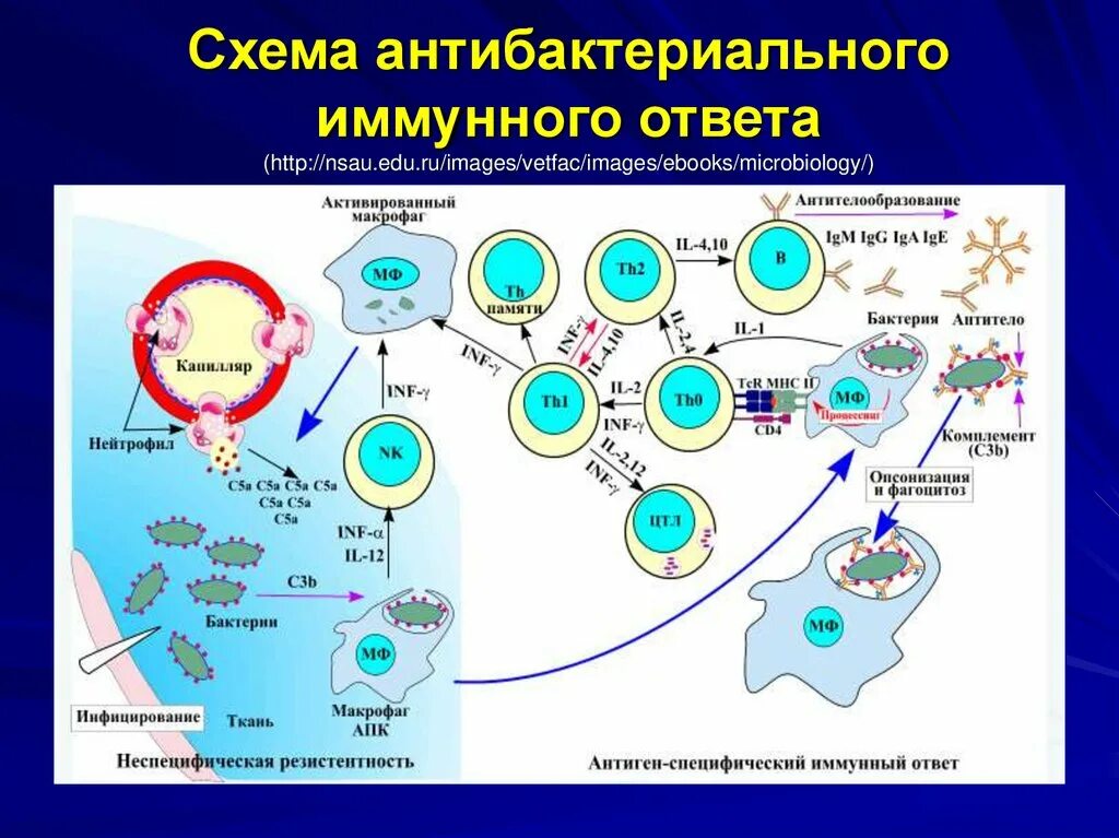 Обеспечение иммунного ответа. Схема иммунного ответа врожденного и приобретенного иммунитета. Механизм иммунитета схема. Клетки иммунной системы схема. Механизм клеточного иммунитета схема.