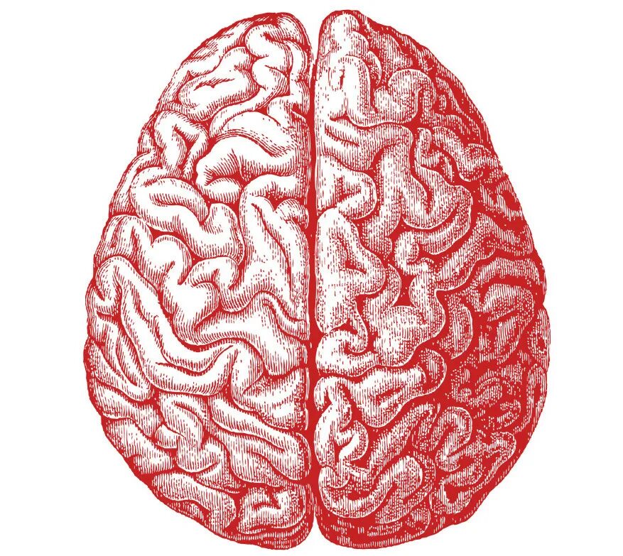 Правом полушарии. Два полушария мозга. Левое полушарие мозга. Левое и правое полушарие мозга. Половинка мозга.