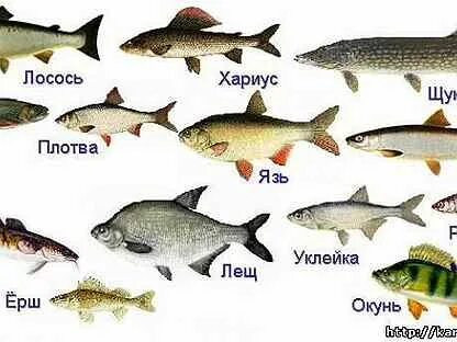 Какие рыбы пресные