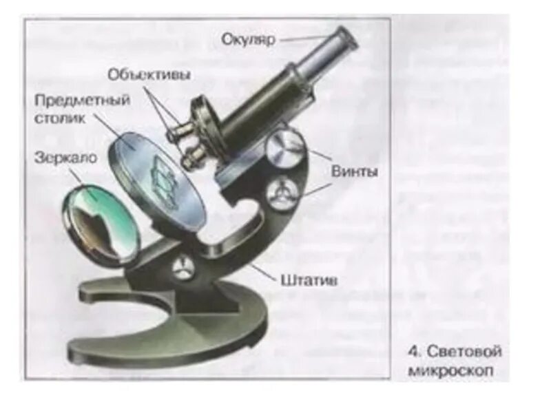 Строение увеличительных приборов микроскоп. Увеличительные приборы 5 класс биология микроскоп. Штативная лупа 5 класс увеличительные приборы-. Строение микроскопа увеличитель. Какую роль играет объектив