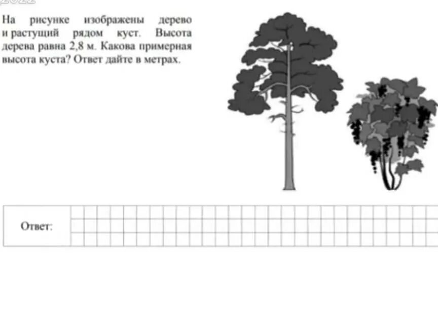 Высота куста 0.8 какова примерная высота дерева