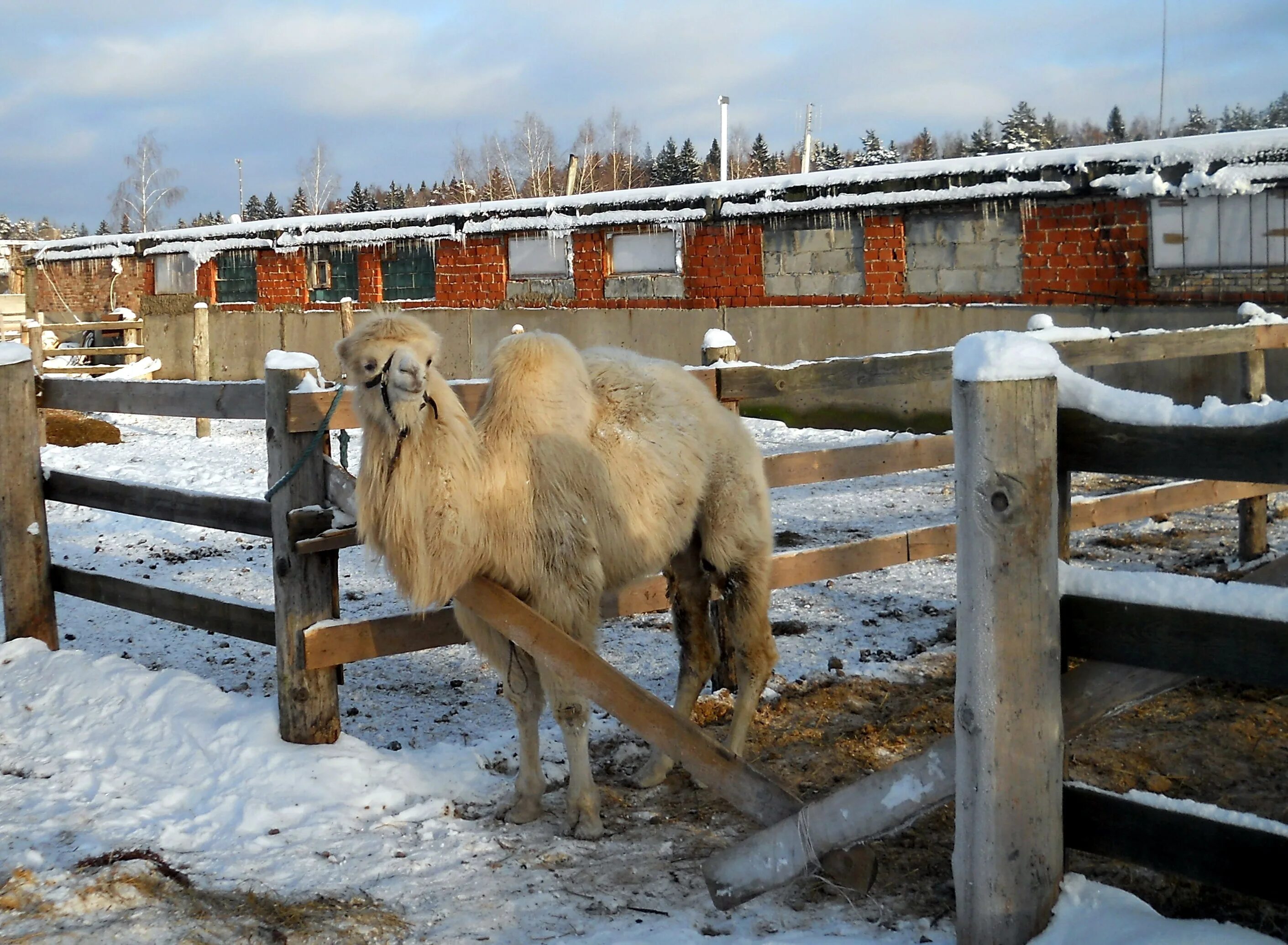 Кск сдам