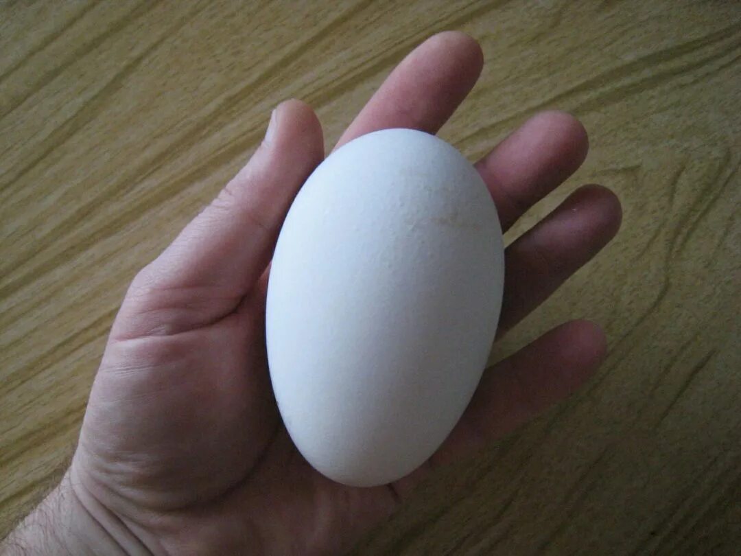 Сколько стоит десяток гусиных яиц. Гусиные яйца. Яйцо гусиное инкубационное. Яйца холмогорских гусей. Инкубационное яйцо Мамута.