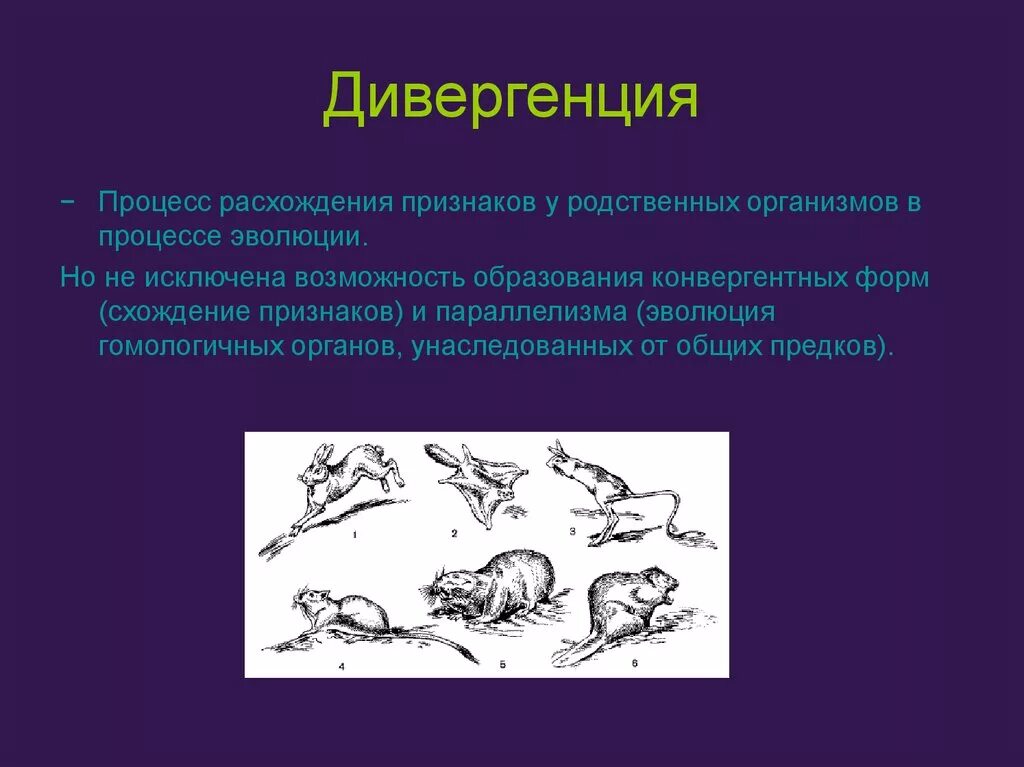 Чем определяется расхождение признаков у родственных групп. Дивергенция расхождение признаков. Конвергенция дивергенция параллелизм схема. Дивергенция биология. Эволюционные процессы конвергенция и дивергенция.