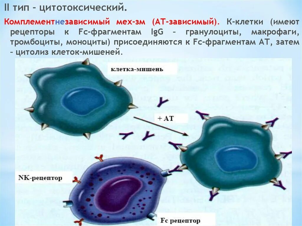 Цитотоксический иммунный ответ. Клетки цитолиза. Клетки цитолиза лимфоцитов. 2 Тип цитотоксический. Механизм цитолиза NK клеток.