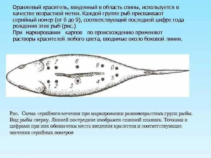 Мечение рыб. Схема мечения племенных рыб. Методы мечения рыб. Бонитировка производителей рыб. Метка рыбы