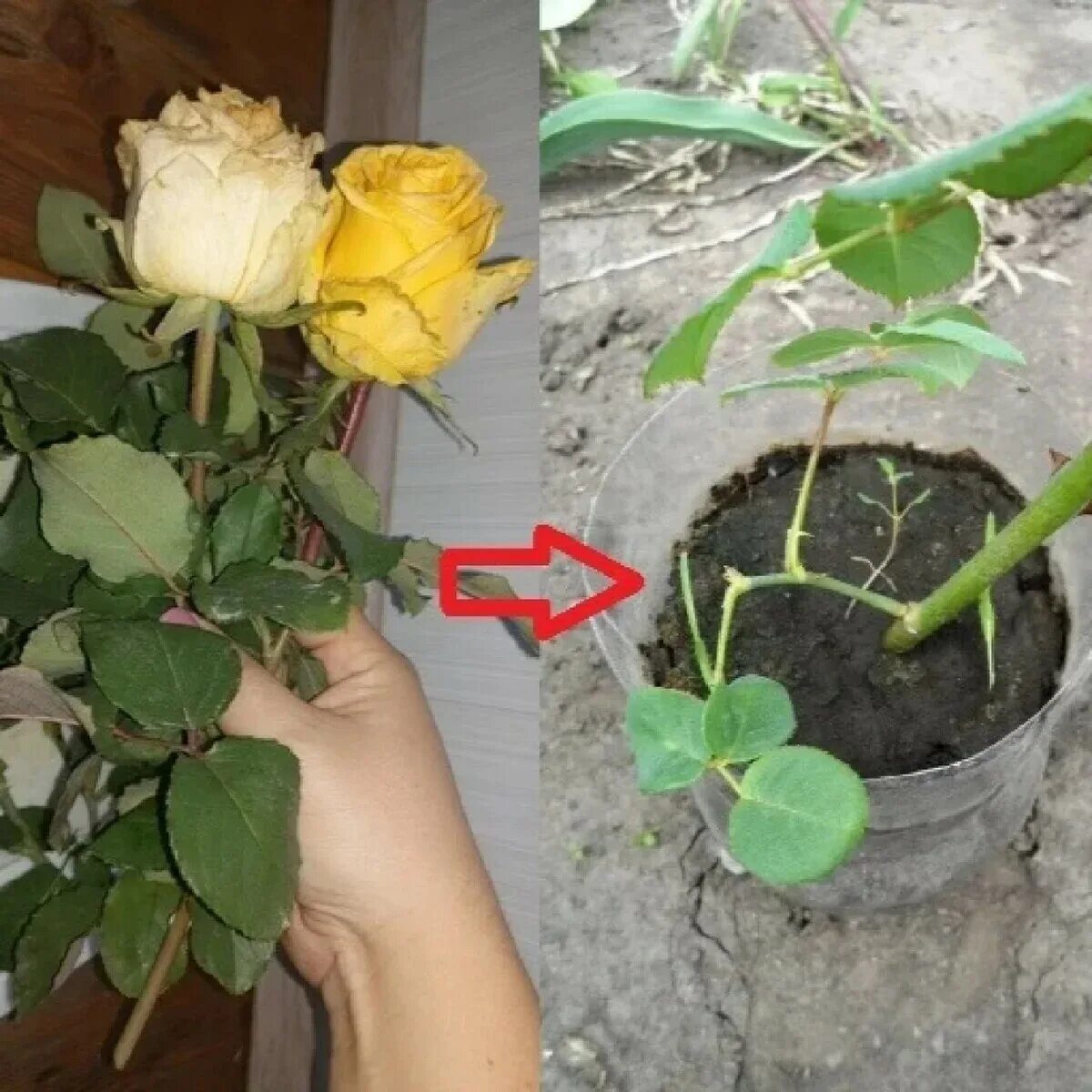 Посадка роз из букета в домашних условиях. Проращивать черенки роз. Черенки роз укоренение.