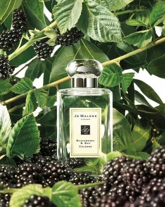 Blackberry bay духи. •jo malone blackberry&bay cologne 30ml. Jo malone духи blackberry. Духи jo malone blackberry bay cologne. Blackberry bay духи.