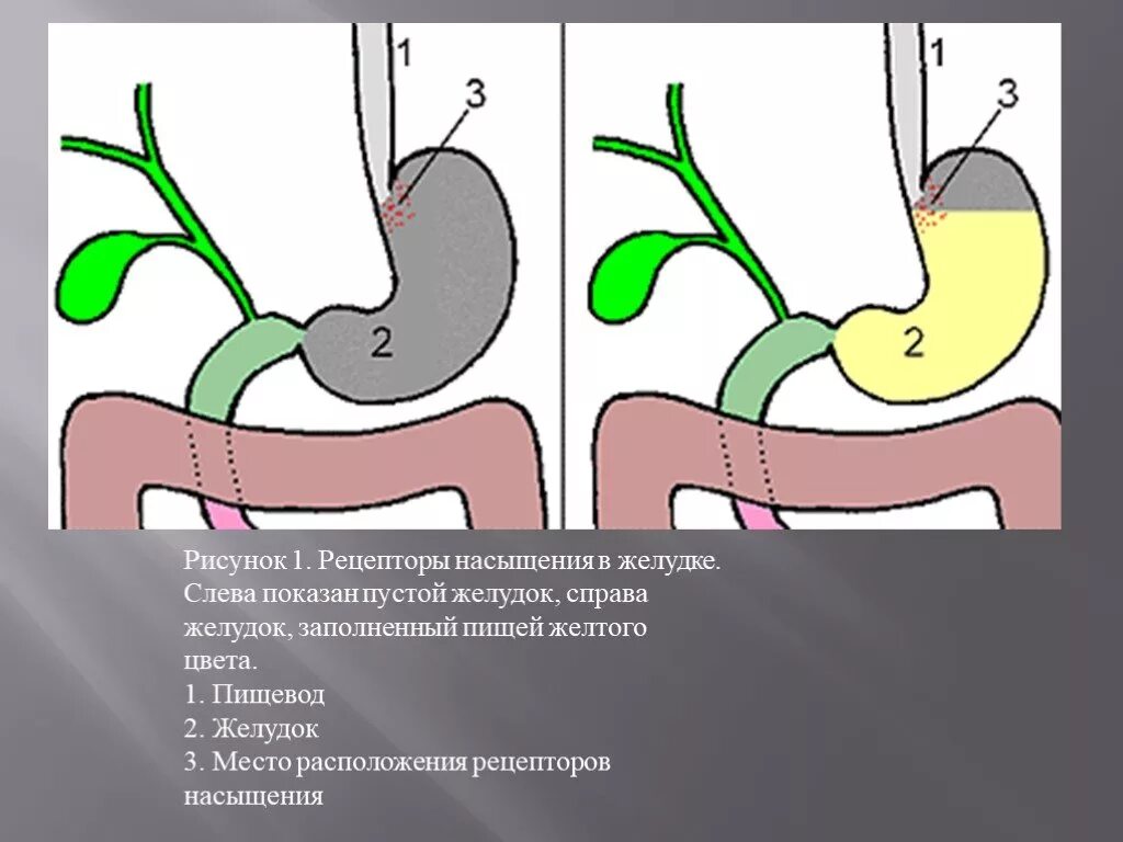 Рецепторы насыщения в желудке. Желудок рисунок. Что делать если остановился желудок