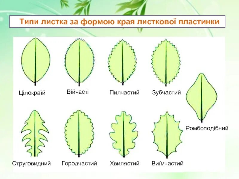 Листья по форме листовой пластинки. Виды края листовой пластинки. пильчатый край листовой пластинки. край листовой пластинки листочка. типи листка.