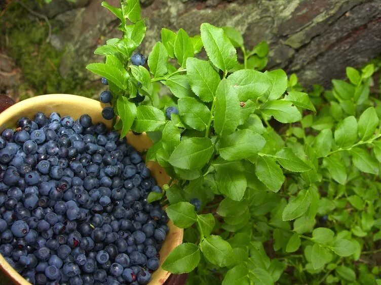 Голубика садовая дарроу. Черника ягода садовая. Голубика чиппева. Вкусная ягода черника когда созреет но цветет она. Черника ягода садовая.