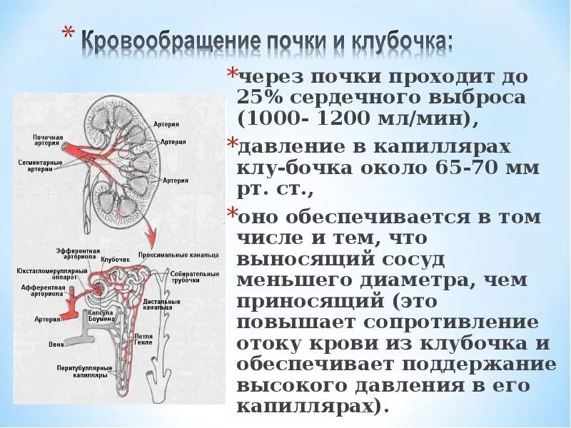 За сколько проходят почки. Кровоснабжение почки. Схема кровообращения почек. Почки строение и функции.