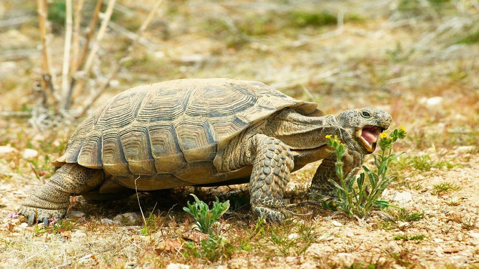 Черепахи весной. Пустынная черепаха Gopherus agassizii. Среднеазиатская Степная черепаха. Среднеазиатская черепаха. Черепаха колоссохелис.