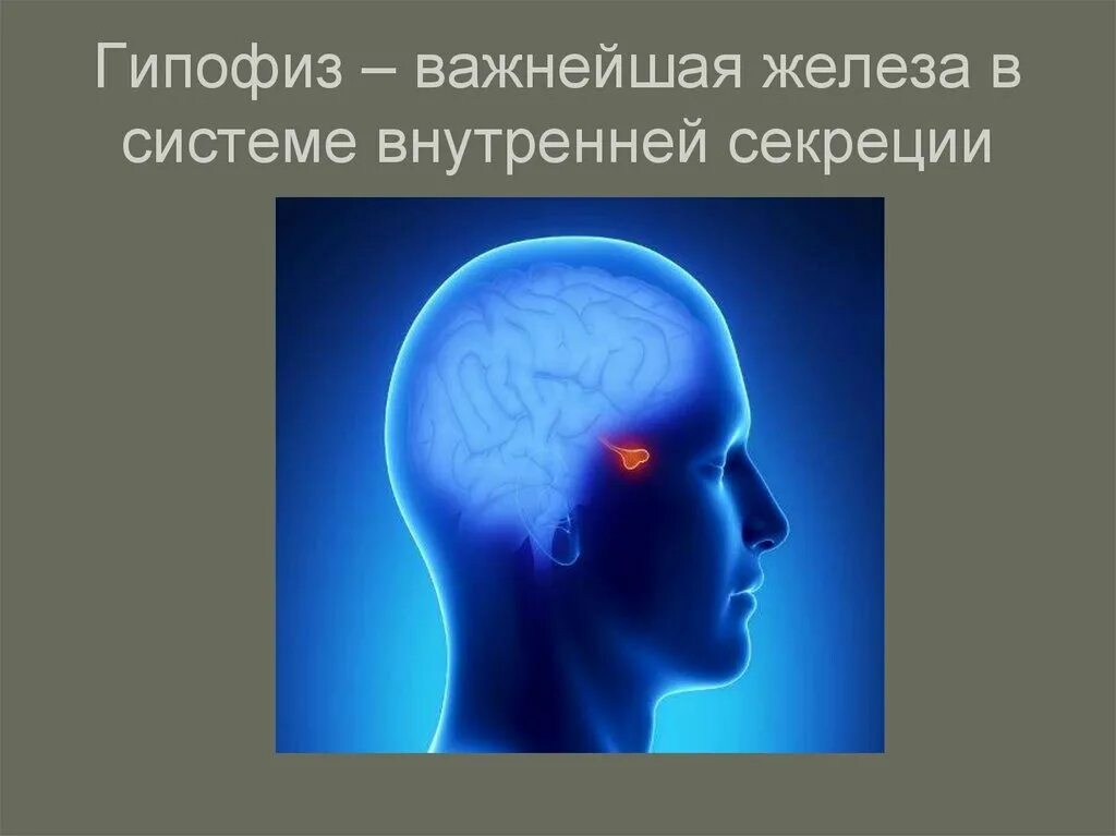 Место гипофиза. Гипофиз. Гипофиз человека. Гипофиз картинка. Гипофиз презентация.