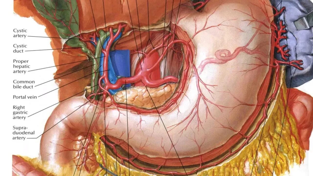 Артерии селезенки. Желудочно сальниковая артерия. Кровоснабжение желудка. Желудочные артерии анатомия.