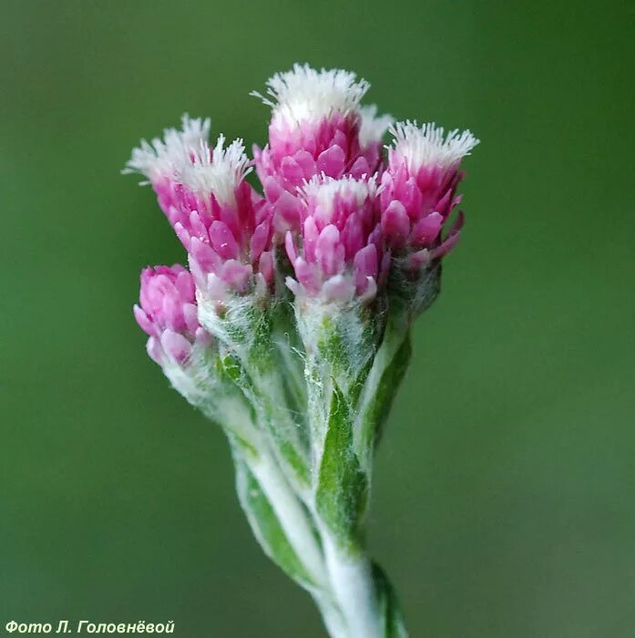 Антеннария Альпийская. Кошачья лапка двудомная. Antennaria dioica (l.) Gaertn.. Бессмертник кошачьи лапки. Какая кошачья лапка