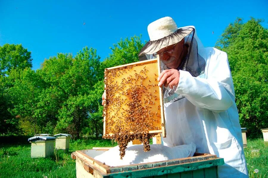 Пчелы пасека. Пасечник на пасеке. Медоносная пчела улей. Улей фото. Пчелы в улье.