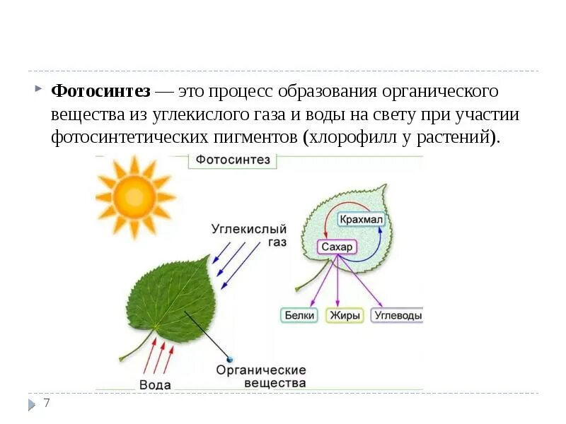 Какие организмы выделяют углекислый газ