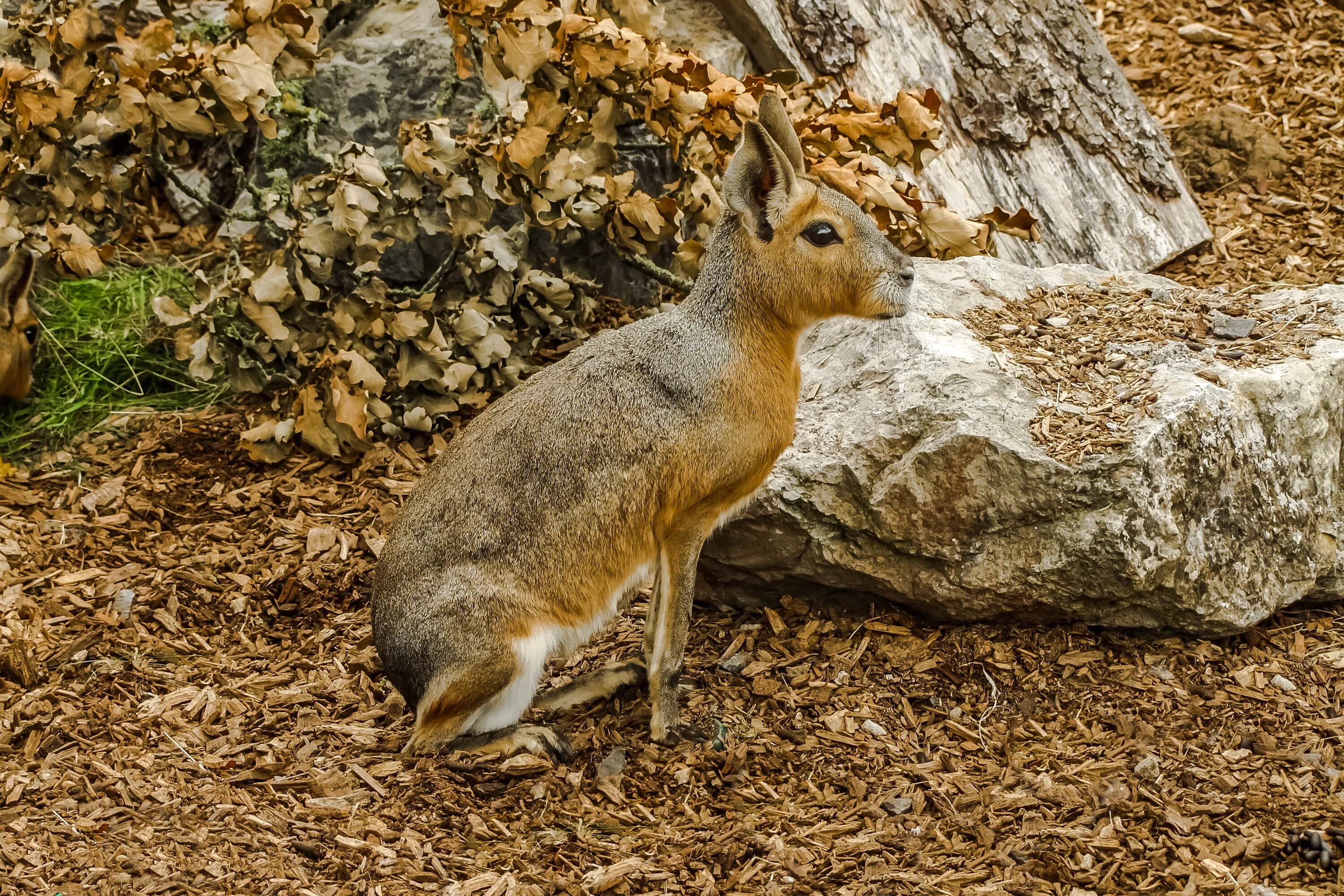 Патагонский заяц 4