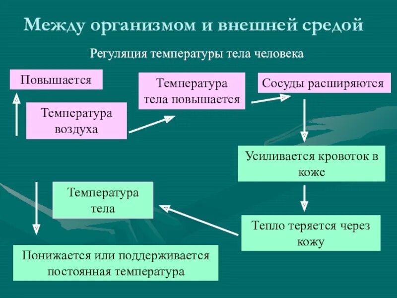 Реакция организма при повышении температуры. Регуляция температуры тела. Регуляция температуры тела схема. Регулуляция температуры тела. Механизмы регуляции температуры тела.