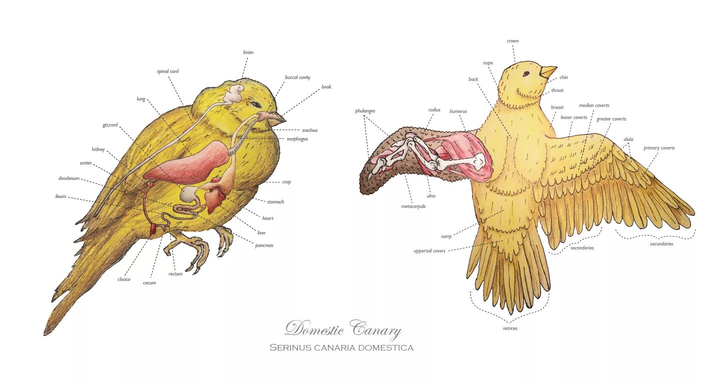 Внутреннее строение орла. Строение канарейки внутреннее. Скелет канарейки. Анатомия канарейки. Анатомия птицы волнистого попугайчика.