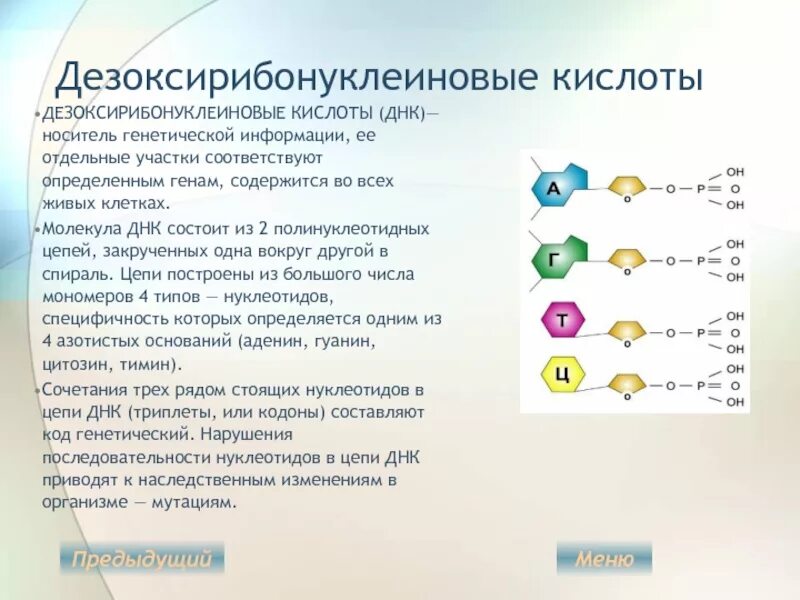 Дезоксирибонуклеиновая кислота. Дезоксирибонуклеиновая кислота ДНК. ДНК носитель генетической информации. ДНК как носитель генетической информации. Материальный носитель наследственной