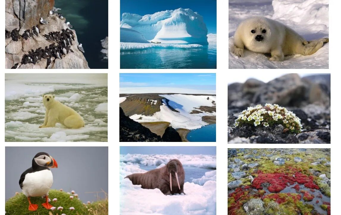 Животный и растительный мир Арктики. Животный мир арктической пустыни. Арктические пустыни животные. Животный мир в арктических и антарктических пустынях.