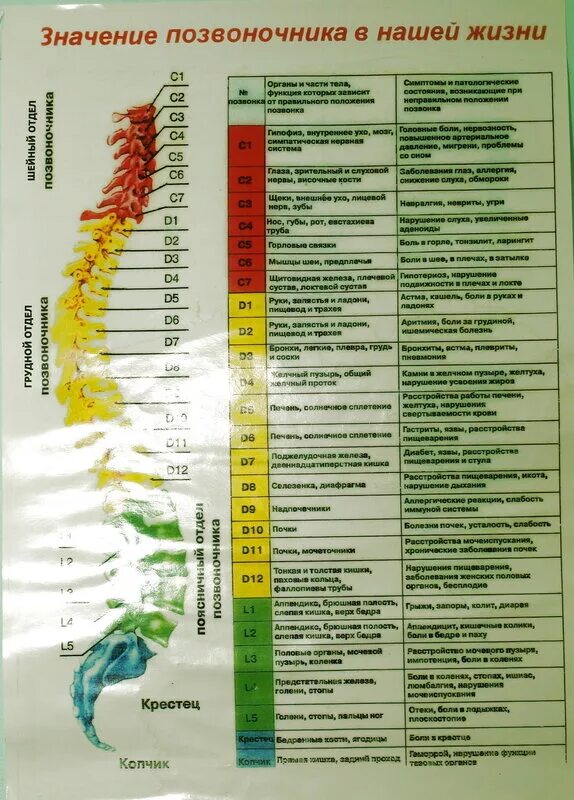 Что означает поясницы. Номера позвонков. Значение позвоночника в нашей жизни. Позвонки по номерам.