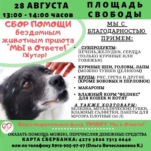 Закон приюту для животных. Приют для животных в глазове. благотворительный сбор приюту. проведение благотворительных сборов для приюта животных. пожертвование бездомным животным.