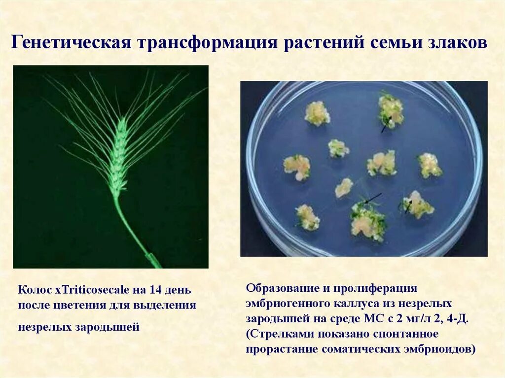 Генетически чистые линии. Генетическая трансформация растений. Генетическая трансформация клеток. Трансформация растительных клеток. Методы трансформации растений.