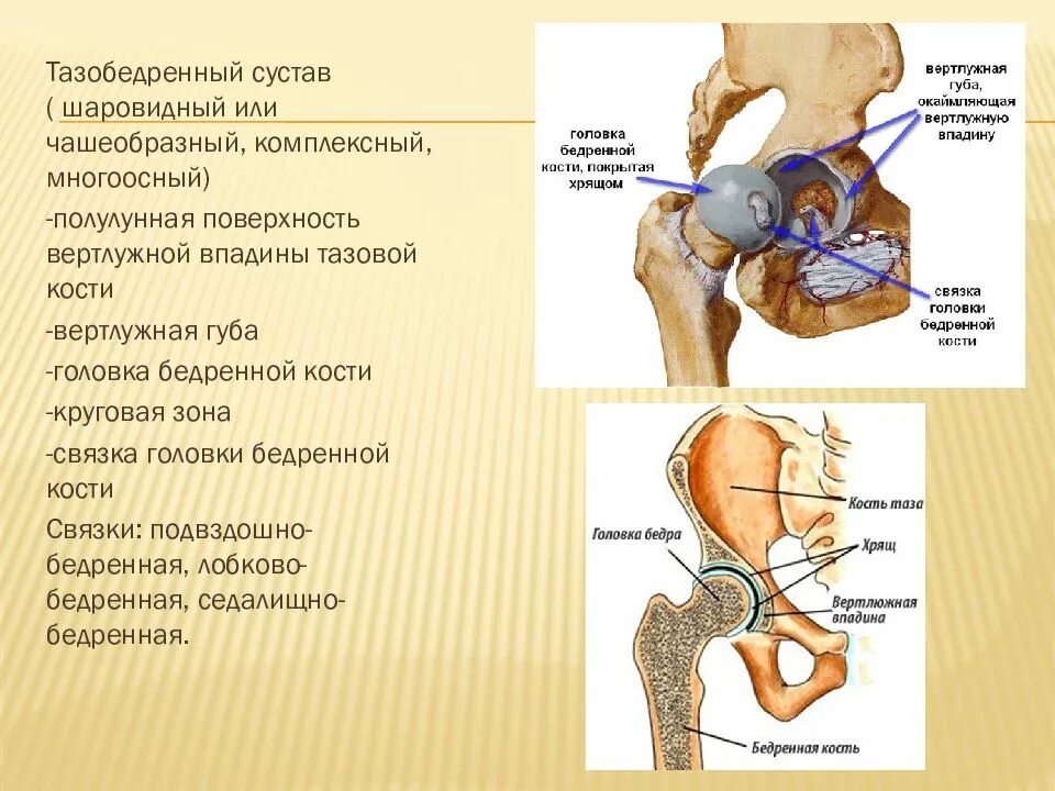 Образование подвздошной кости. Бедренный сустав анатомия строение. Вертлужная впадина тазобедренного сустава анатомия. Тазобедренный сустав анатомия строение. Анатомическая структура тазобедренного сустава.