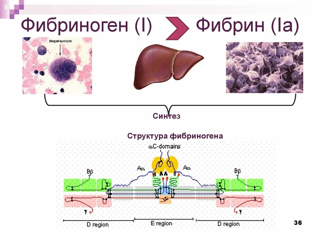 Количество фибрина после пореза. Фибриноген структура. Фибрин структура. Фибриноген строение. Фибрин строение.