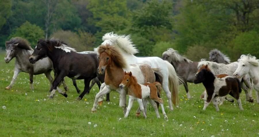 15 лошадей. 15 лошадей фото. 15 лошадей. Лошадь тяжеловоз тинкер. Ростовский заповедник мустанги.