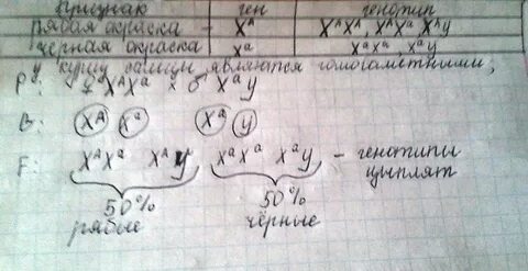 Доминантные признаки у кур