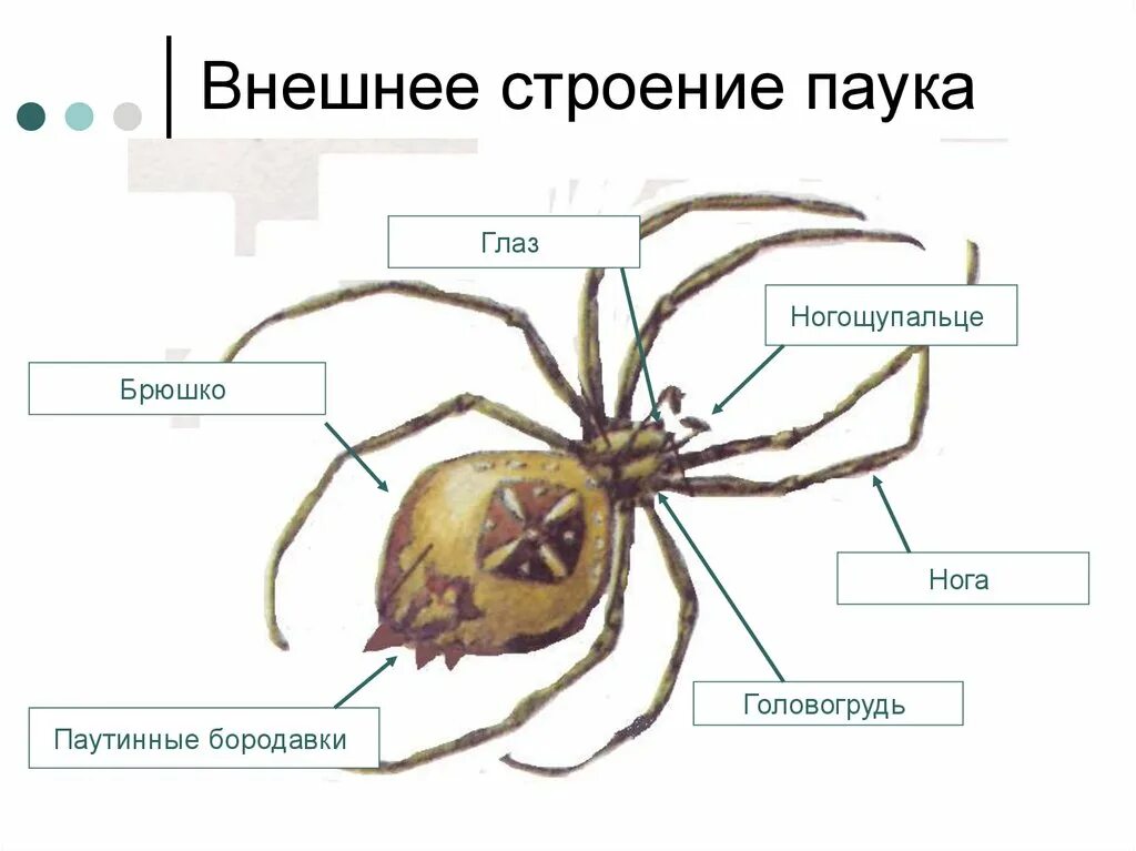 Внешнее строение паука крестовика. Строение паука крестовика 7 класс биология. Внешнее строение паука крестовика рисунок. Паук крестовик строение рисунок. Выбери признаки паукообразных