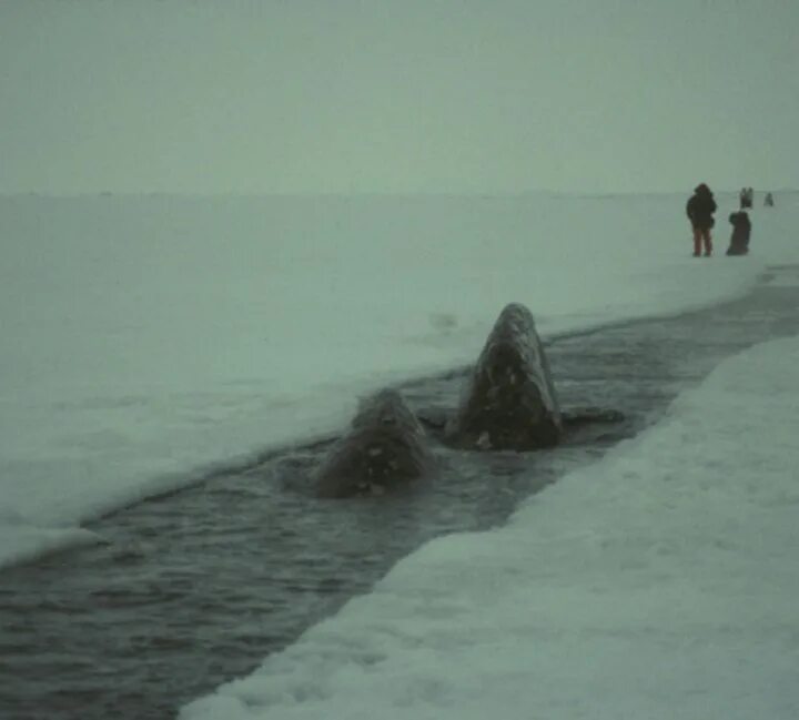 Спасение серых китов на аляске 1988. История как русский ледокол спас китов. Спасение китов советским ледоколом 1988 на аляске. История как русский ледокол спас китов. Спасение китов на аляске 1988 ссср.