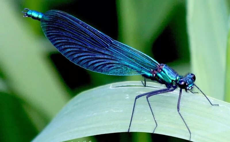 Стрекоза красотка темнокрылая. Голубая Стрекоза Синекрылка. Красотка девушка насекомое. Красотка голубая Стрекоза.