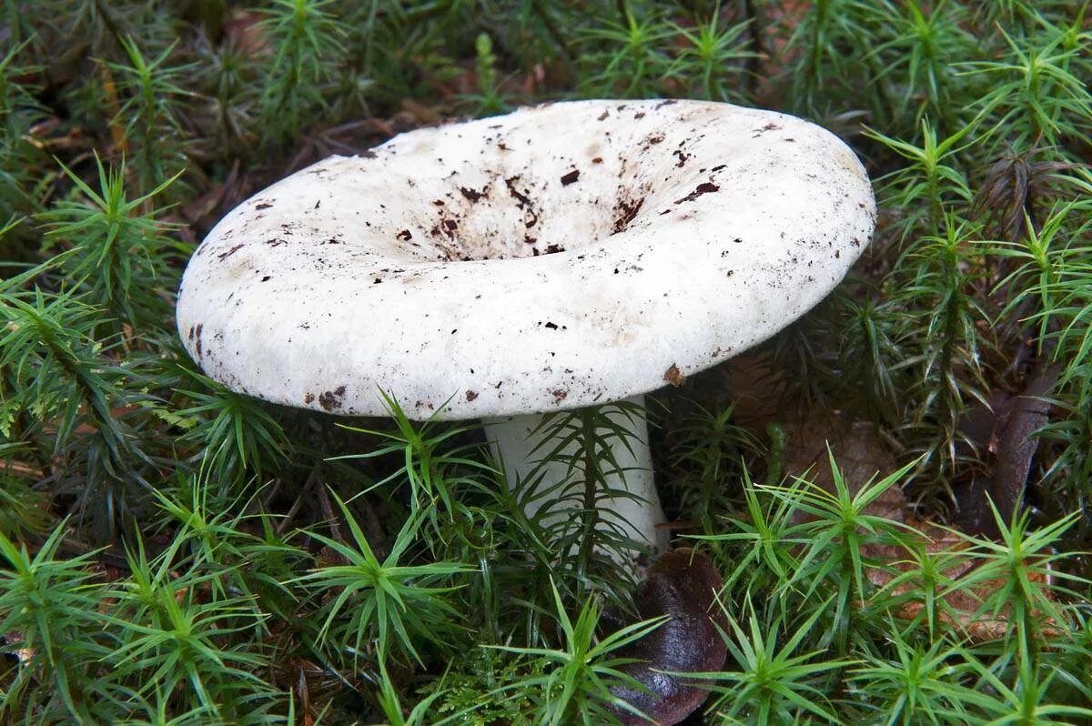 Russula Delica (подгруздок белый). Гриб белый груздь. Подгруздок белый сухой груздь Russula Delica. Гриб правский груздь. Есть гриб груздь