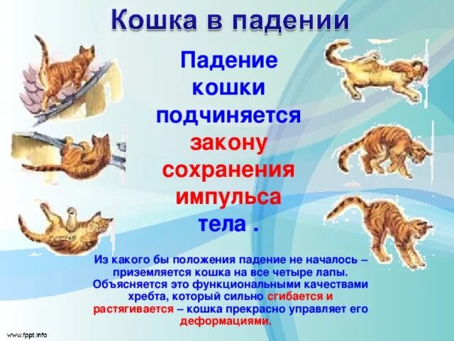 Кошка упала с 5. Почему кошки падают на лапы. Коты всегда приземляются на лапы. Кот не падает на лапы. Почему клюшка всегда приземляется на лапы.