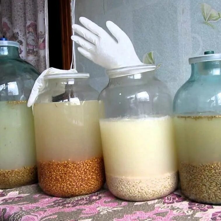 Брага из сыра